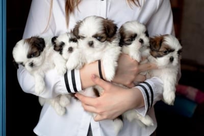 woman holding five shih tzu puppies in her arms