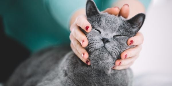 woman touching gray cats face