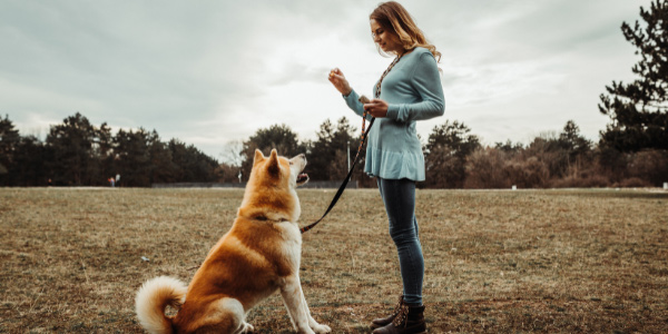 woman training her akita dog to sit for a treat