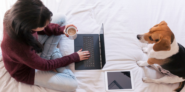 woman working on bed with laptop and beagle sitting staring at her