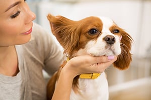 woman looking in dogs ear