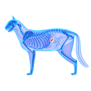 x ray photograph showing cat skeleton and pancreas location