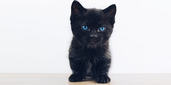 black cat xylitol toxicity
