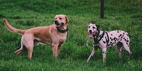 yellow lab and dalmation playing together in daycare yard