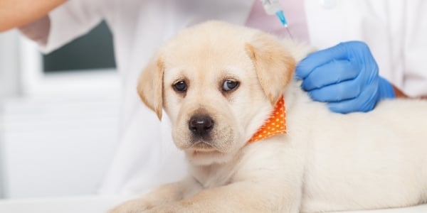 yellow lab puppy getting vaccination shot