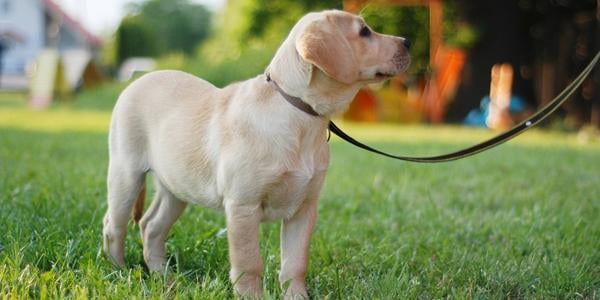 yellow lab puppy on leash outside in yard