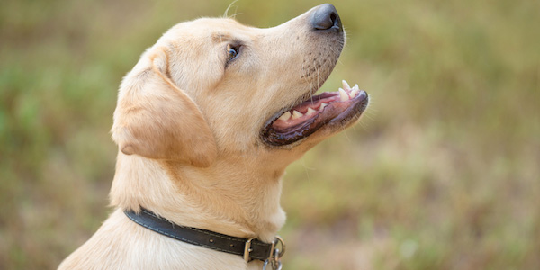 yellow lab puppy wearing collar and sitting politely