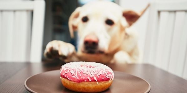 yellow lab stealing donut off of table