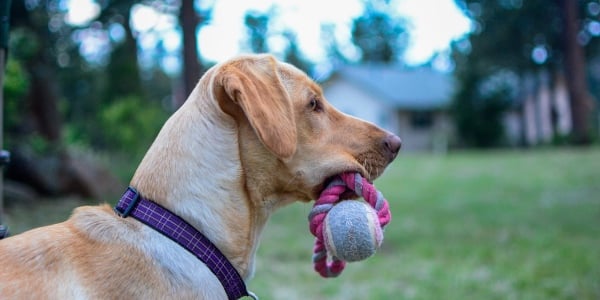 yellow lab with fetch toy in mouth