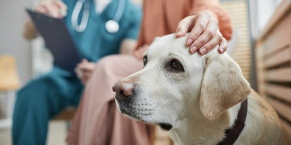 yellow lab with owner at veterinary office