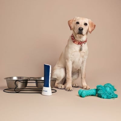 yellow lab with toys and bowls with Tersano cleaner