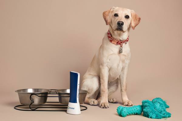 yellow lab with toys and bowls with Tersano cleaner