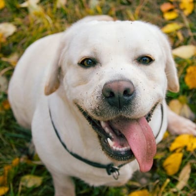 yellow labrador dog happy after playing in the leaves-canva
