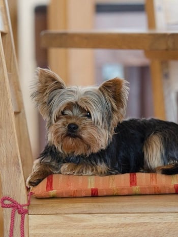 yorkie dog sitting on chair beside the table