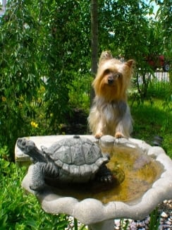 yorkie dog standing with front paws on edge of birdbath