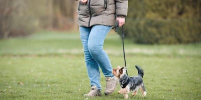 yorkie leash training with 123 pattern game