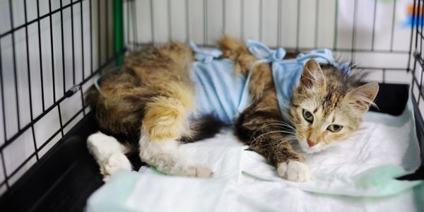 young cat in a crate after surgery