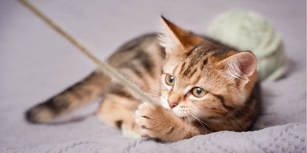 young cat playing with string yarn