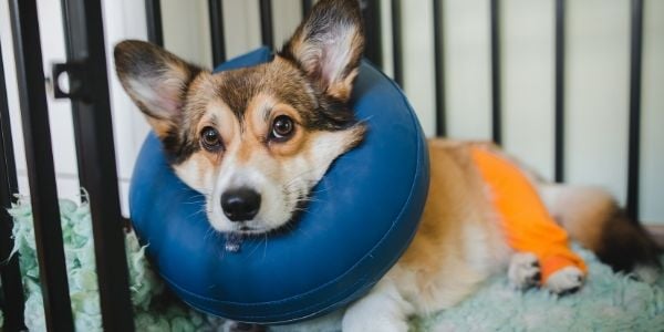 young corgi with a leg injury in a crate wearing an inflated collar