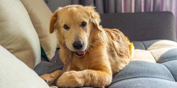 can dental bones make dogs sick