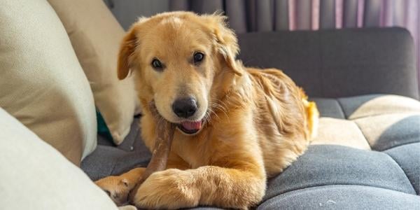 young golden retriever chewing on a bone