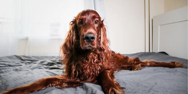 young irish setter lying on bed
