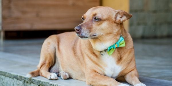 young mix breed dog