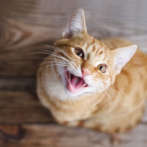 young orange cat meowing for dinner