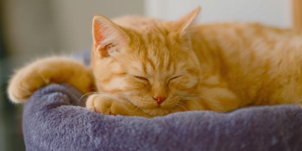 young orange cat sleeping in a purple bed