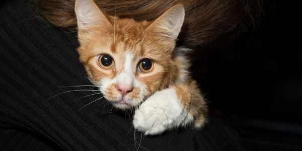 young orange cat that is stressed