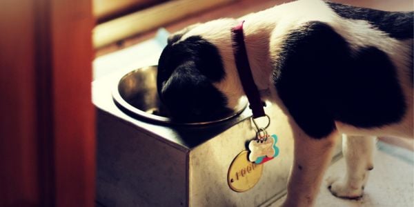 young puppy eating from a raised food bowl