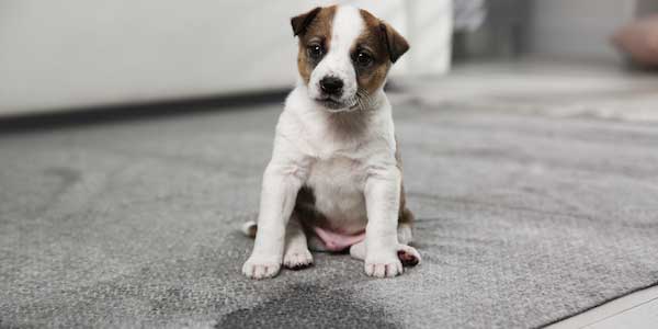 young puppy sitting on grey carpet in front of potty accident spot