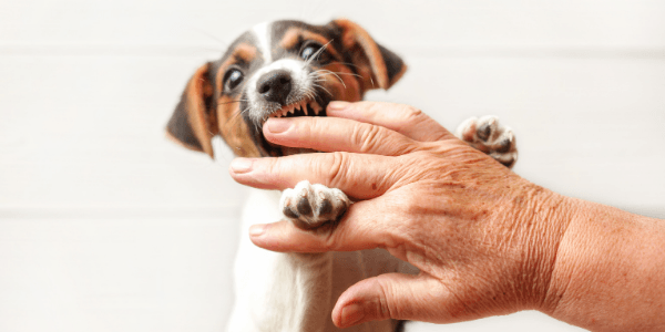 young small terrier puppy jumping on and nipping hand