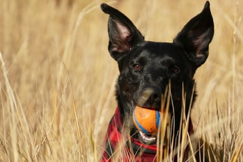 dog-fetch-toy-ball