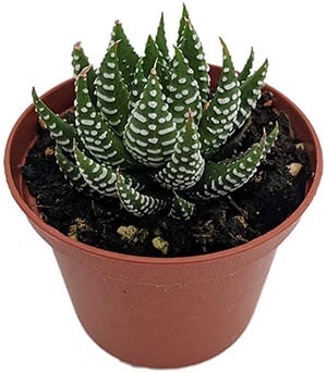 zebra haworthia plant safe for cats