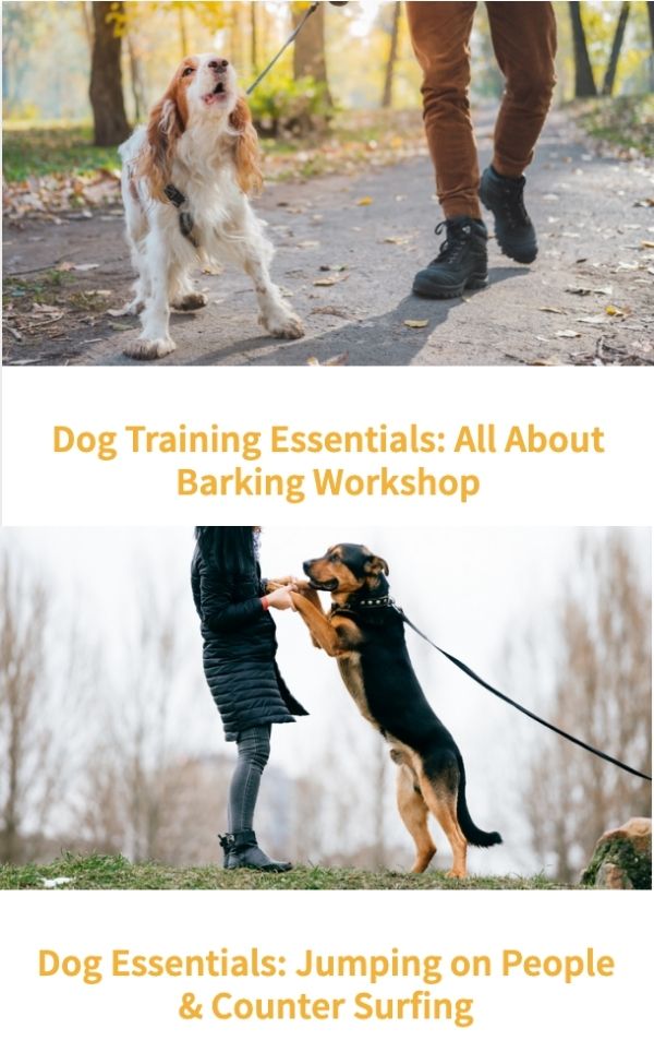 barking workshop jumping workshop