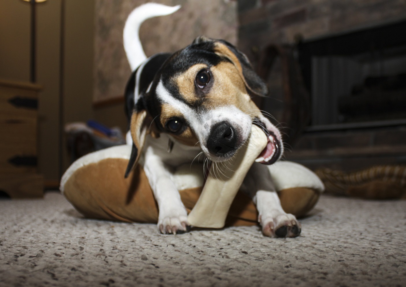 safe dog chews for teeth