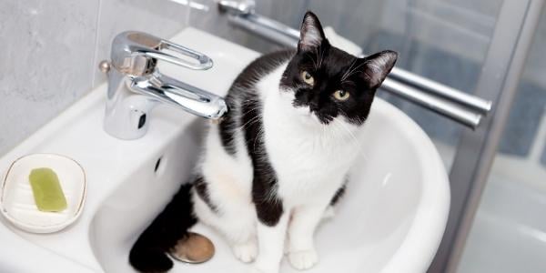 How To Know If Household Cleaning Products Are Pet-Safe – oshlife