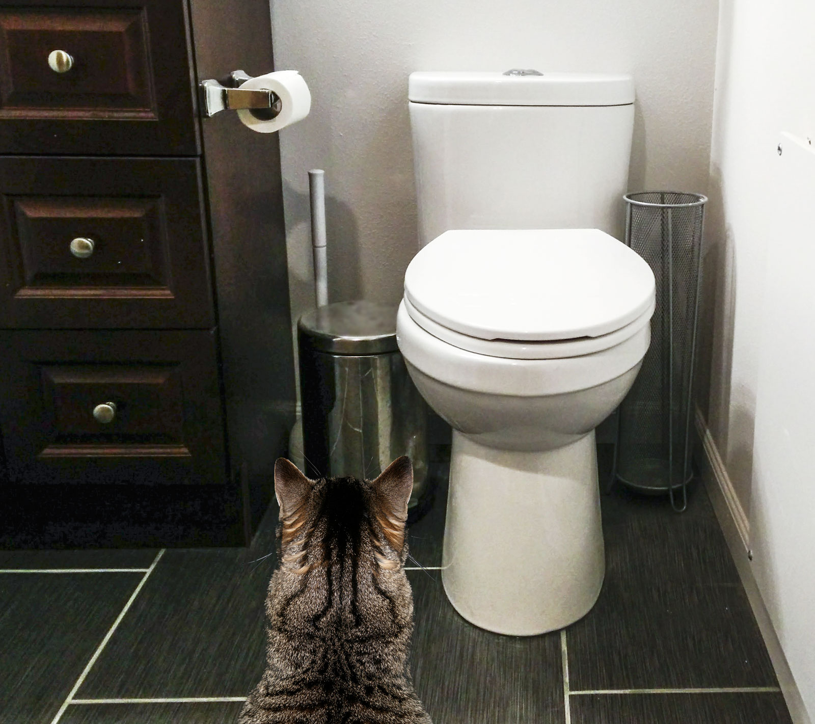 do you potty train cats