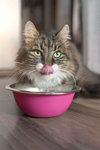 my cat stopped eating her wet food