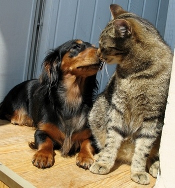 Cat-loves-dog.jpg