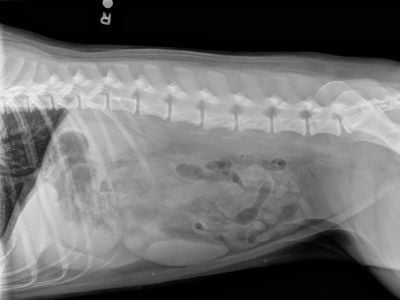 gastroenteritis x-ray for portuguese water dog