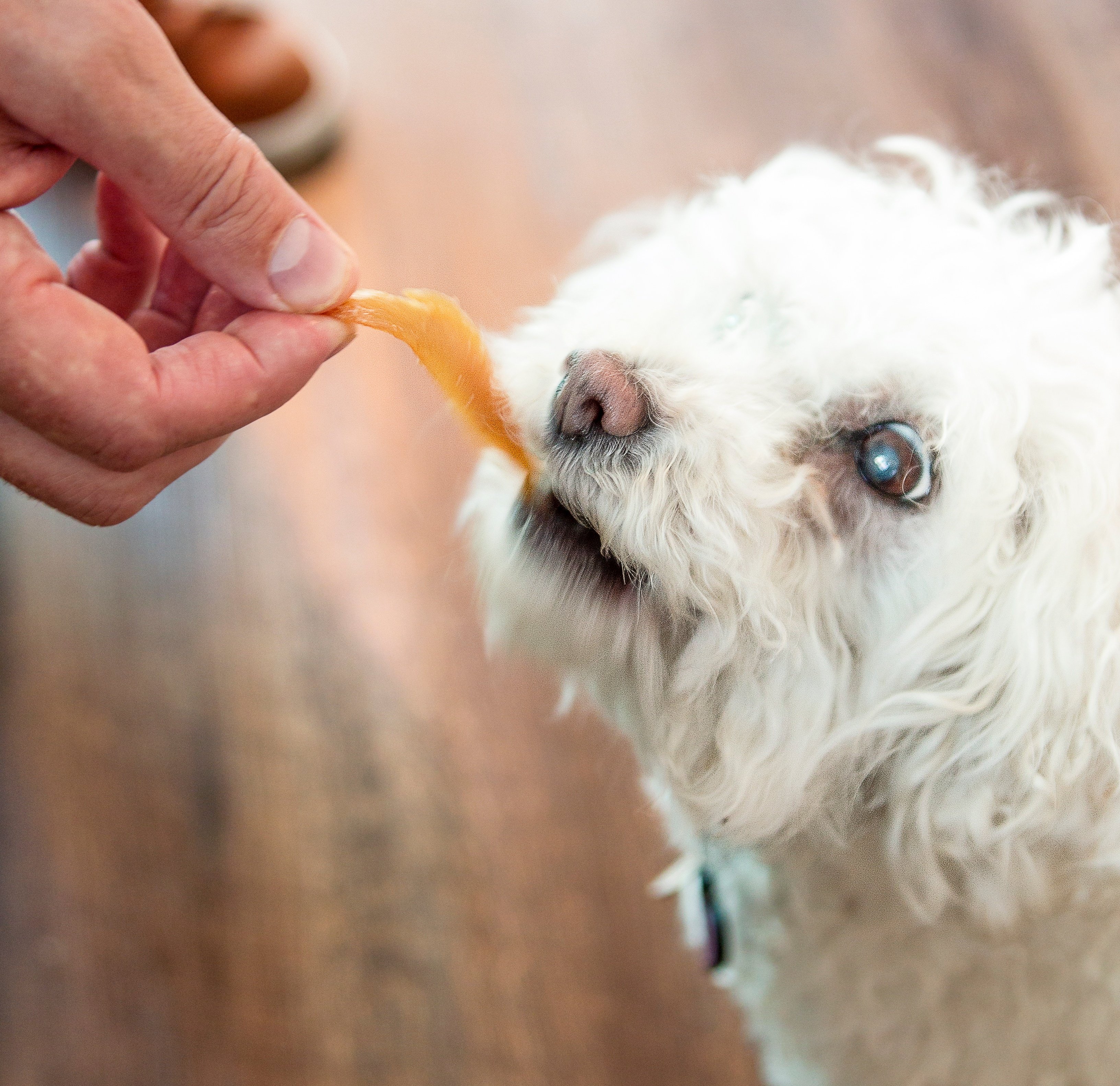 can you give a puppy treats