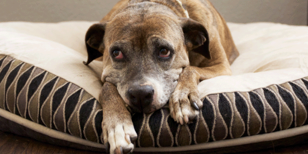 how to help your old dog with arthritis