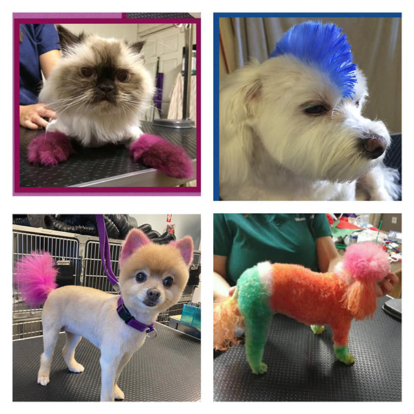 Dogs and cats looking fabulous — fur dyed with Opawz by groomer Elizabeth Ross