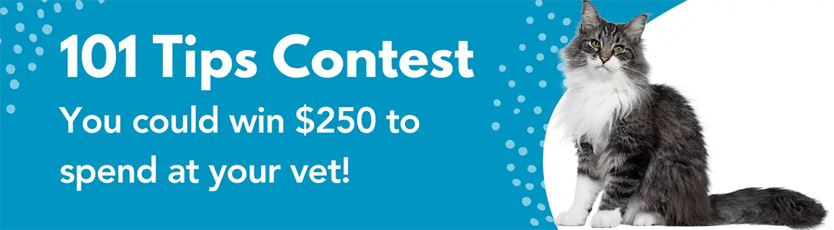 Enter The Cat Contest