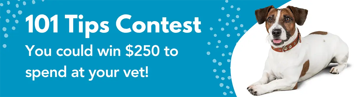 101 Tips Contest Prizes Dog 101 Tips Contest Prizes Dog