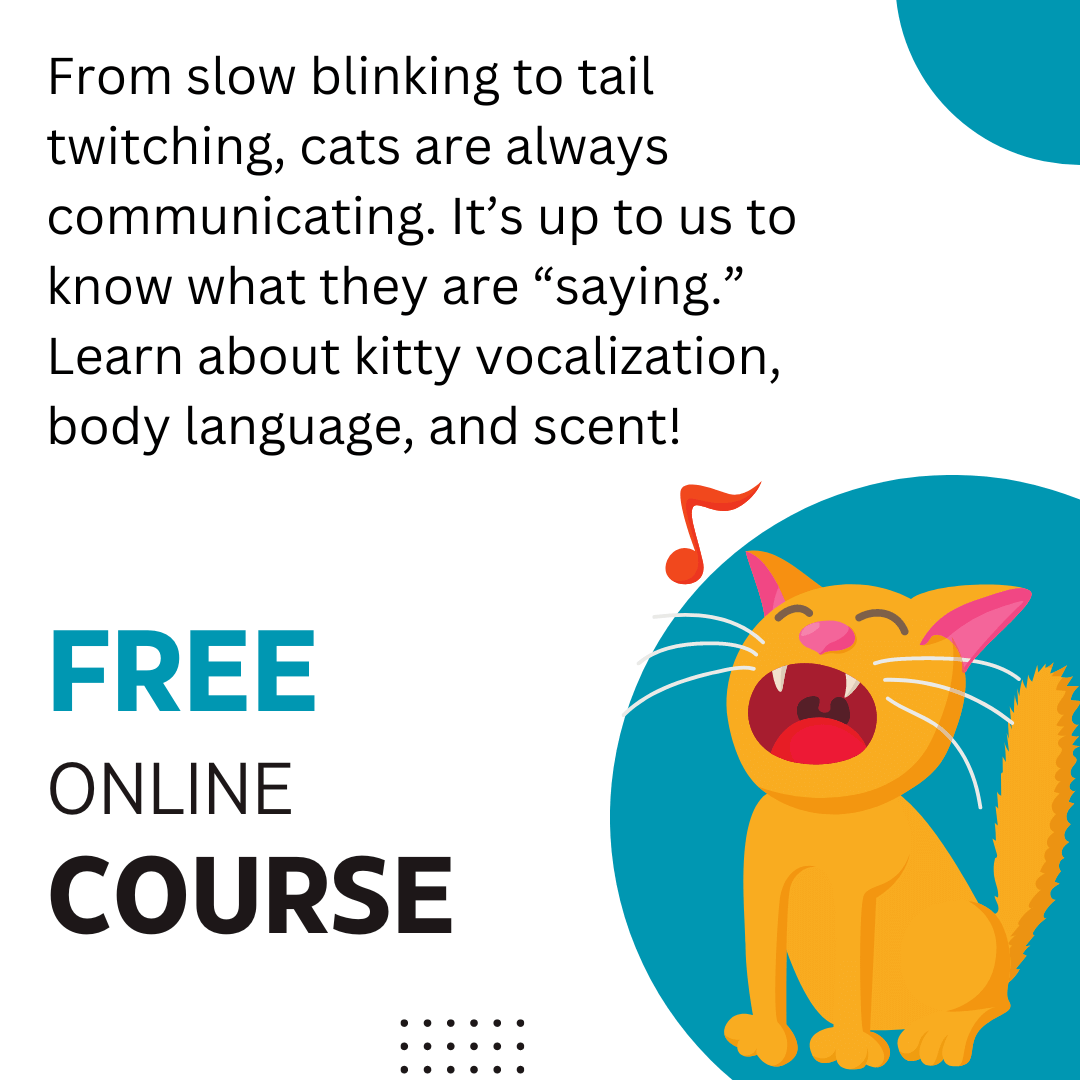Free Online Cat Behavior Course