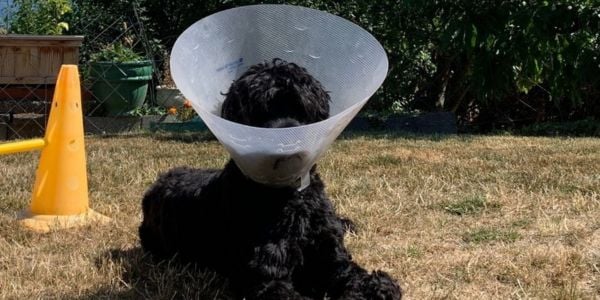 black dog wearing a plastic cone while lying in the yard