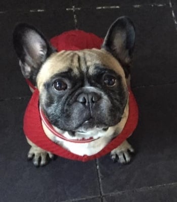 Frenchie suffers from heatstroke